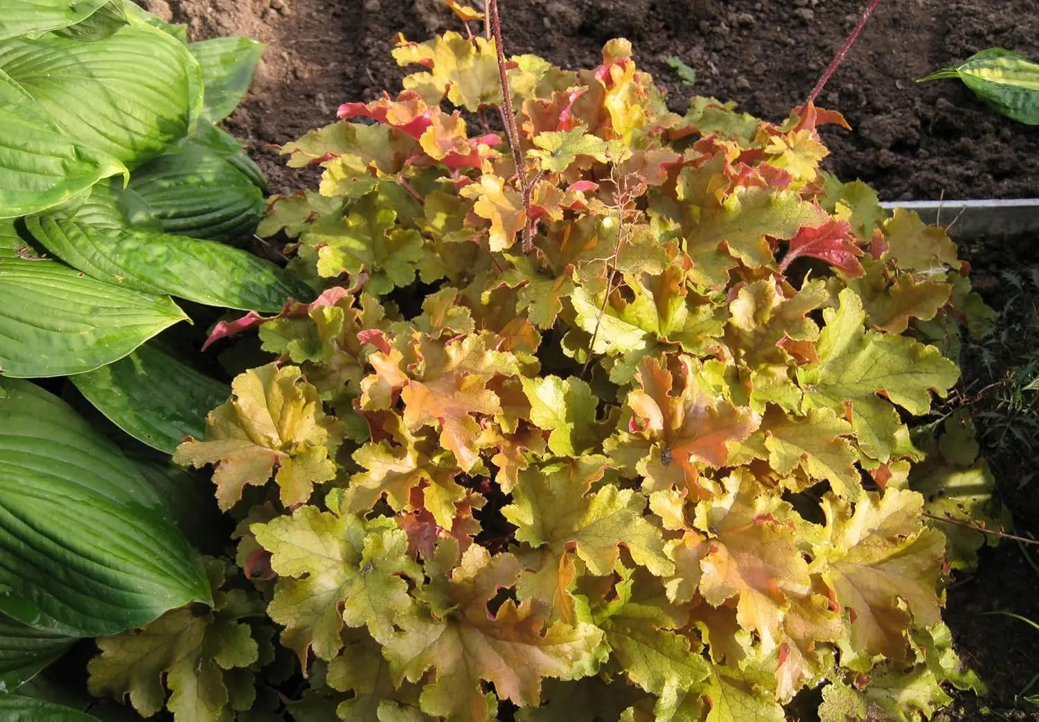 Heuchera Hybride 'Caramel' Staude von Stauden Gänge mit bunten, caramelfarbenen Blättern, in Gartenbeet gepflanzt.