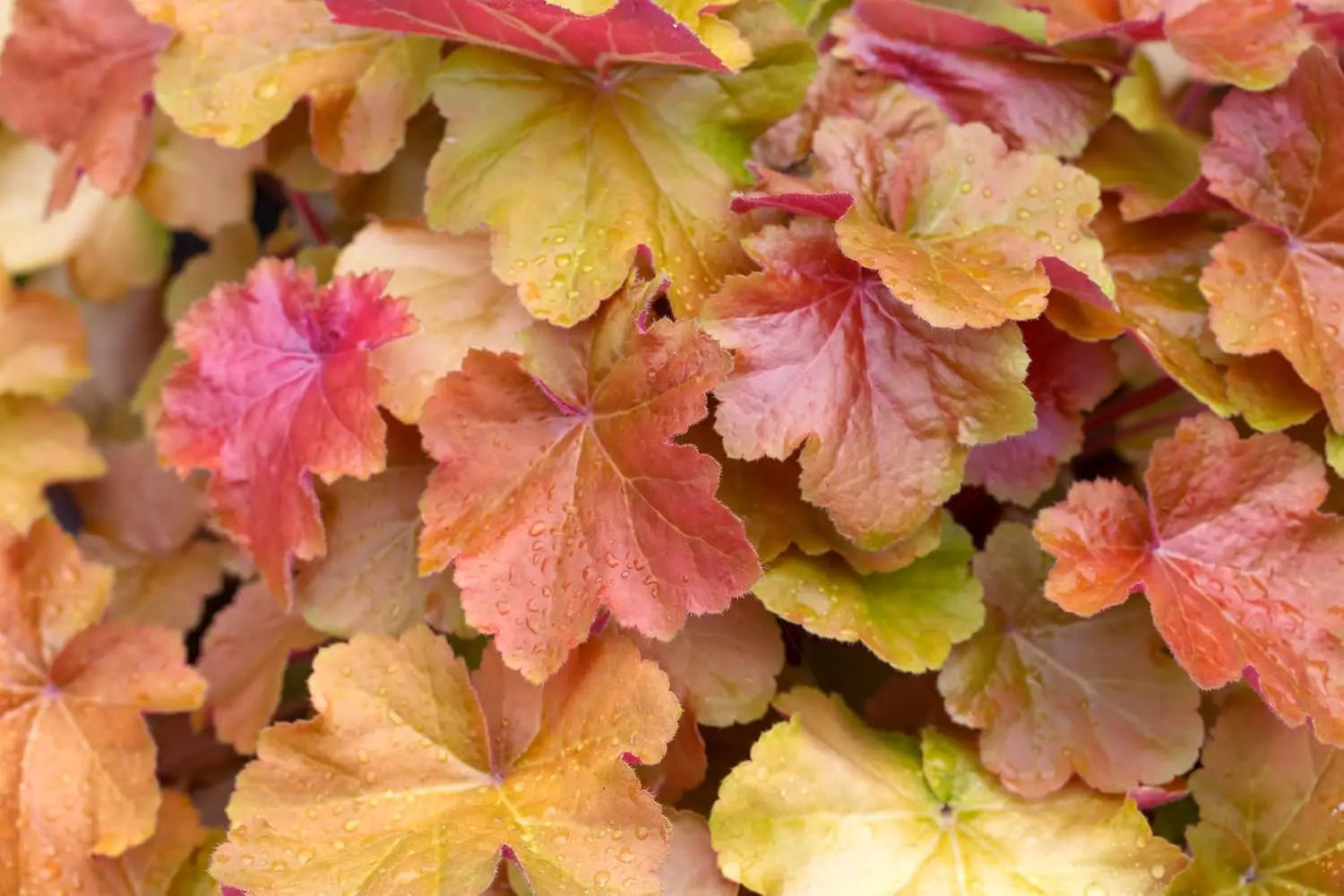 Heuchera Hybride 'Caramel' Staude mit bunten, karamellfarbenen Blättern, von Stauden Gänge, natürliche Gartendekoration