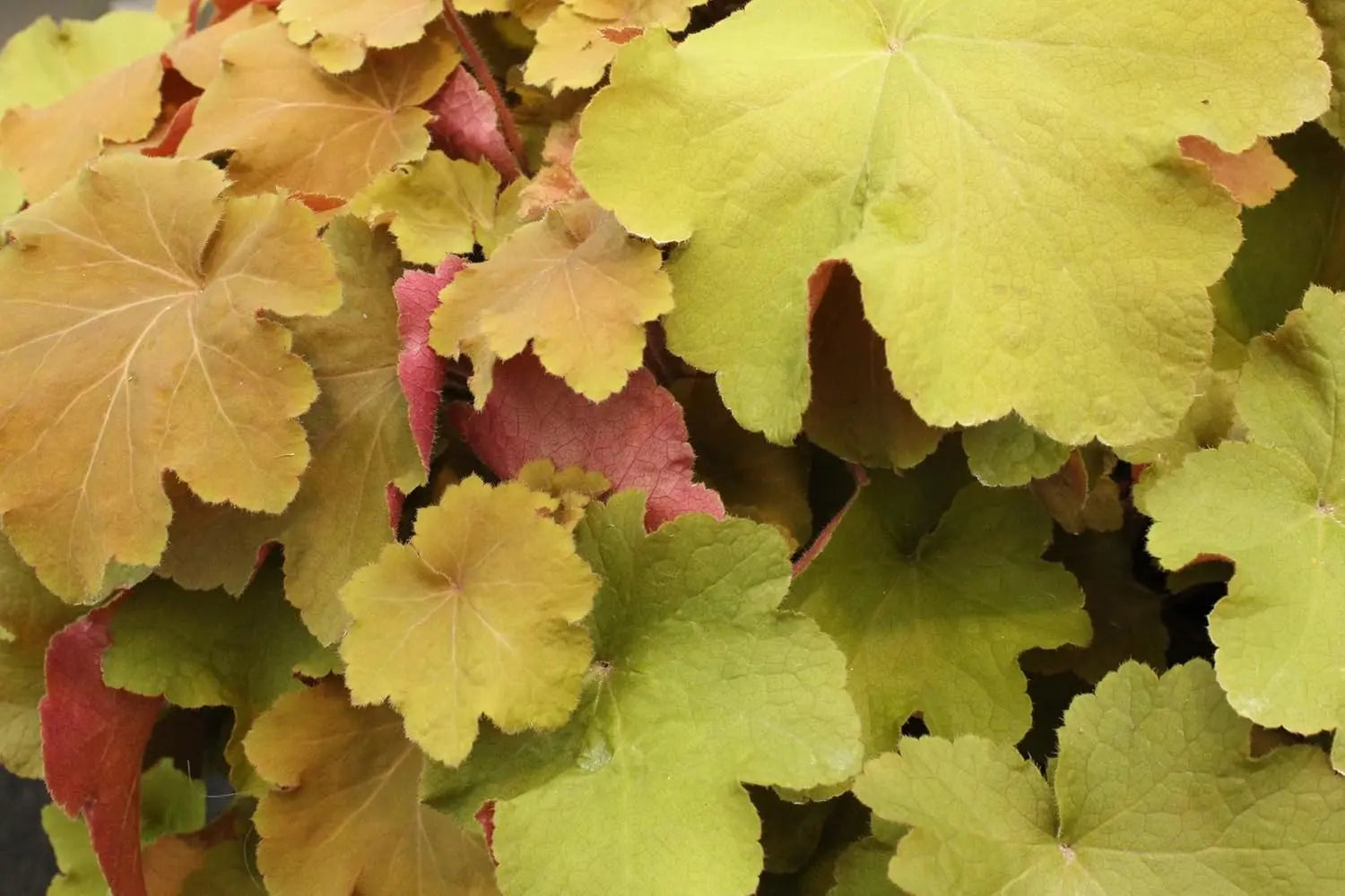 Heuchera Hybride 'Caramel' Staude mit roten Blättern, gedeiht gut in Gartenschönheiten, von Stauden Gänge.