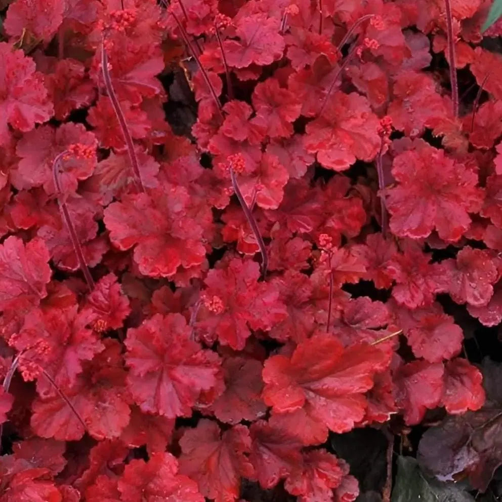 Rote Heuchera Hybride 'Cherry Cola' Staude mit roten Blättern, Pflanze von Stauden Gänge, Nahaufnahme der Blätter