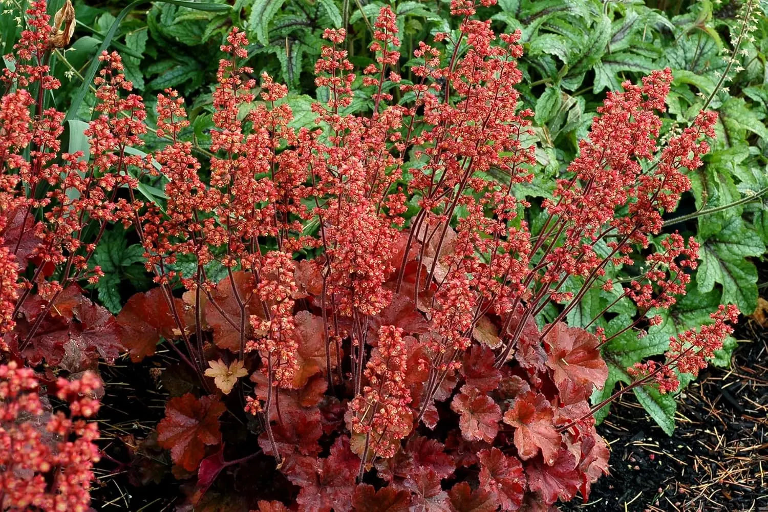 Rote Heuchera Hybride 'Cherry Cola' Staude von Stauden Gänge, detaillierte Ansicht der roten Blätter und zarten Blüten.