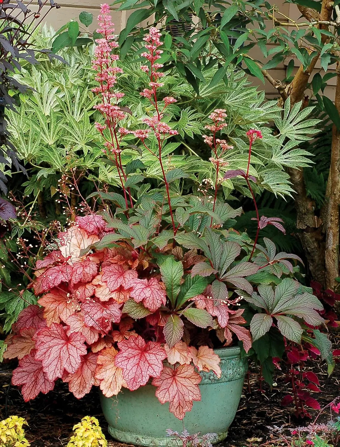 Heuchera Hybride 'Georgia Peach' Staude mit orange-pinken Blättern, von Stauden Gänge, Nahaufnahme der Pflanze.