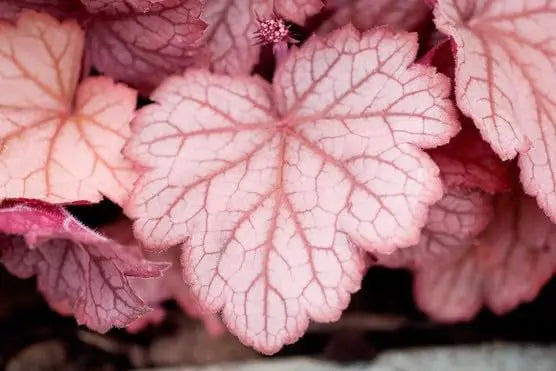 Heuchera Hybride 'Georgia Peach' - Purpurglöckchen Staude mit orange-rosafarbenen Blättern, von Stauden Gänge.