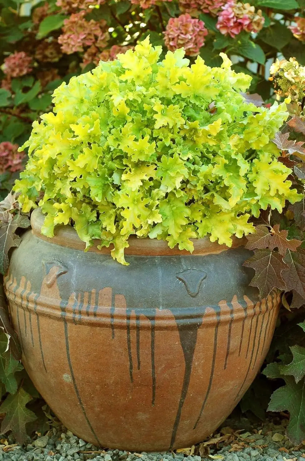 Heuchera Hybride 'Lime Marmalade' Staude mit grünen und orangefarbenen Blättern, von Stauden Gänge, Purpurglöckchen