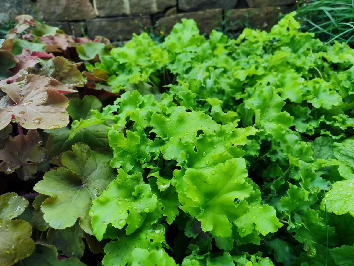 Heuchera Hybride 'Lime Marmalade', Purpurglöckchen Staude von Stauden Gänge mit grünen und orangefarbenen Blättern
