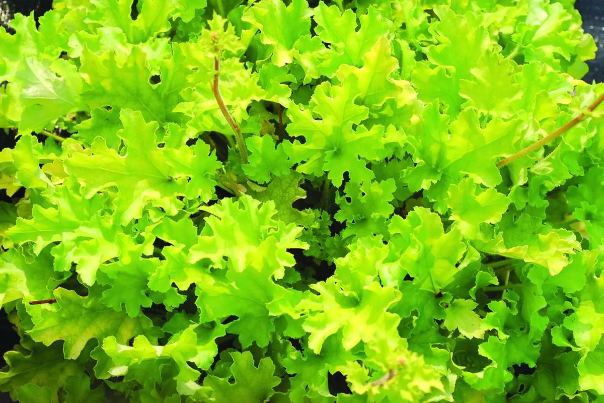 Heuchera Hybride 'Lime Marmalade' - Purpurglöckchen Staude von Stauden Gänge, grüne Blätter mit gelblichen Rändern, im Garten.