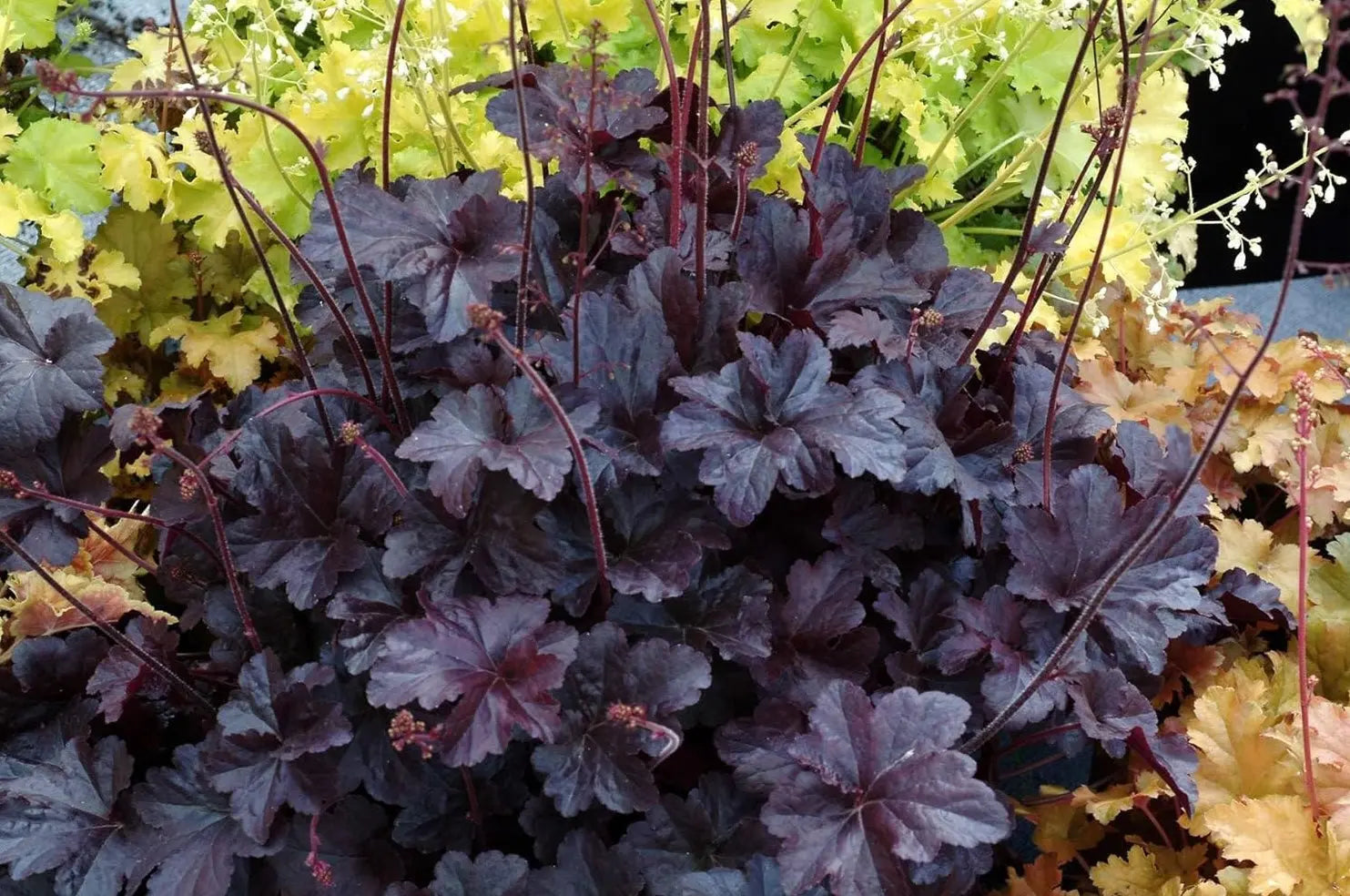 Heuchera Hybride ‚Obsidian‘, Purpurglöckchen, Staude mit dunklen, glänzenden Blättern, von Stauden Gänge