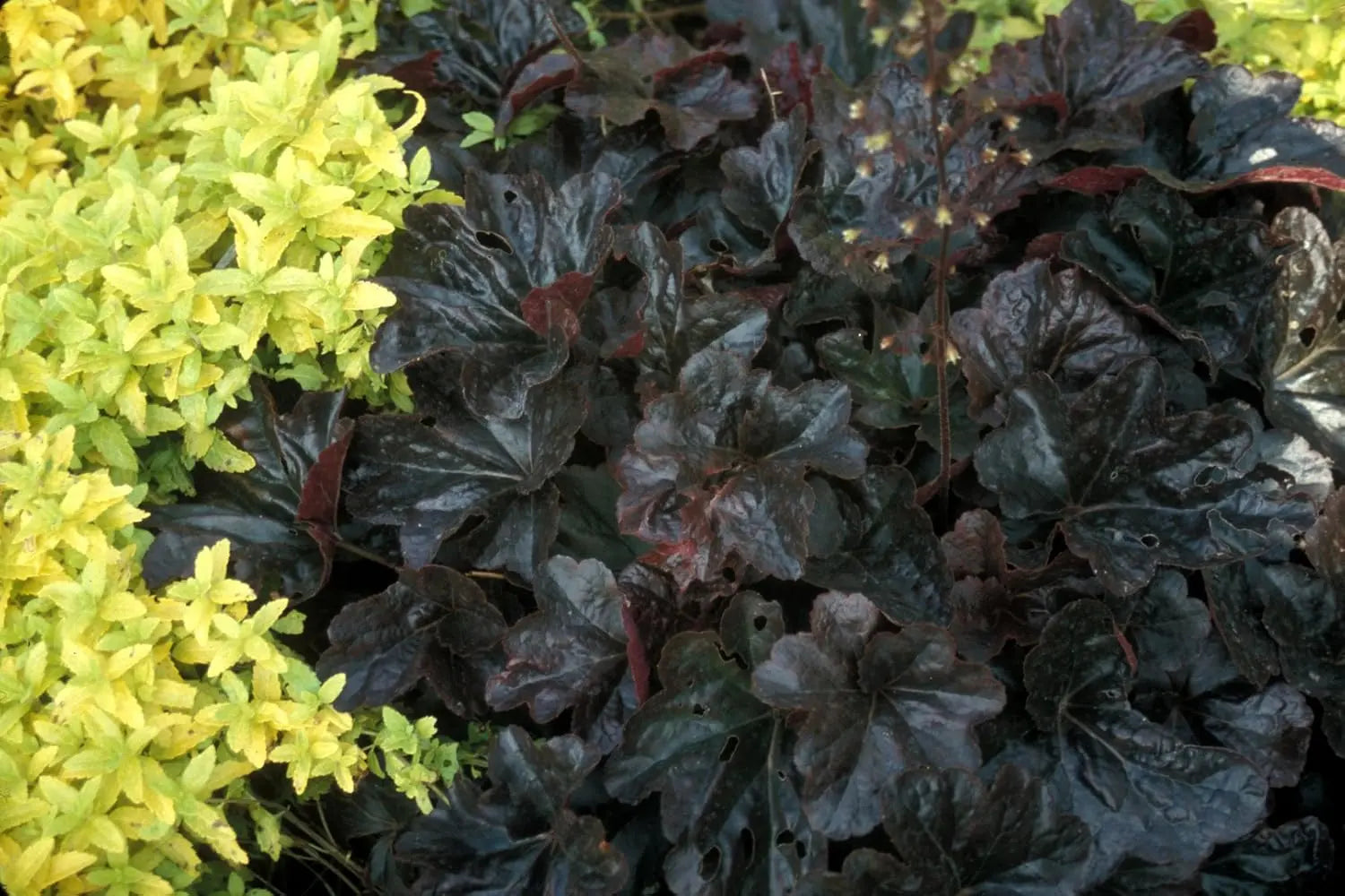 Staude Heuchera Hybride ‚Obsidian‘ mit dunklen, glänzenden Blättern, Pflanze von Stauden Gänge, Purpurglöckchen.