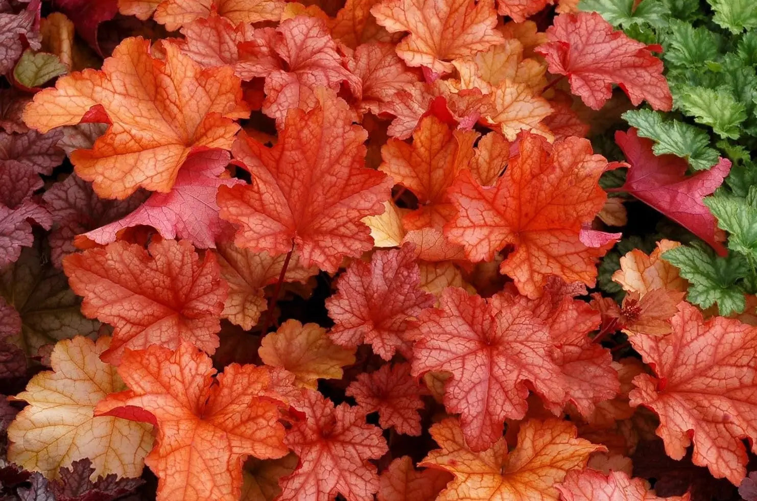 Heuchera Hybride 'Paprika', Purpurglöckchen Staude von Stauden Gänge, zeigt orange-rote Blätter und zarte Blüten.