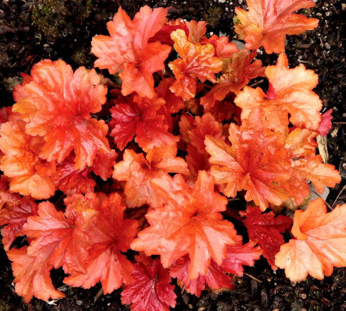 Heuchera Hybride 'Paprika' Staude mit orange-rote Blätter, dekorative Pflanze von Stauden Gänge, Purpurglöckchen, Gartenpflanze