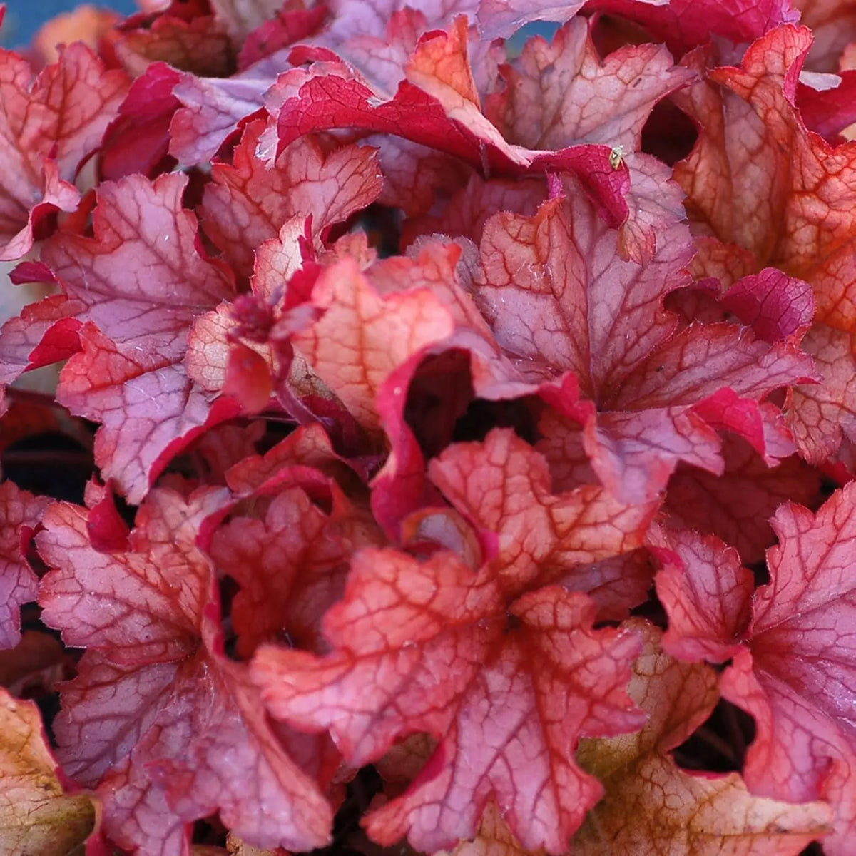 Heuchera Hybride 'Paprika', Purpurglöckchen Staude von Stauden Gänge mit rot-orange Blättern, im Garten fotografiert