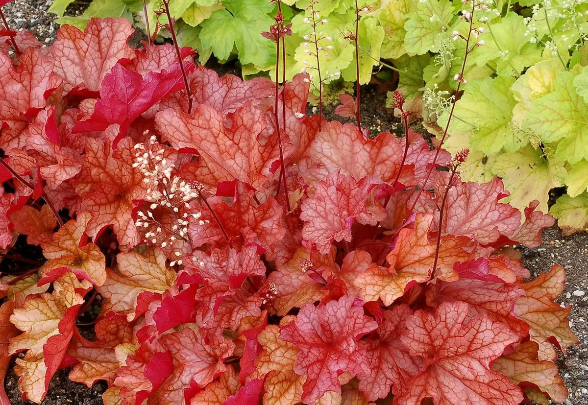 Heuchera Hybride 'Paprika', Purpurglöckchen Staude von Stauden Gänge mit rot-orange Blättern und zarten Blüten.