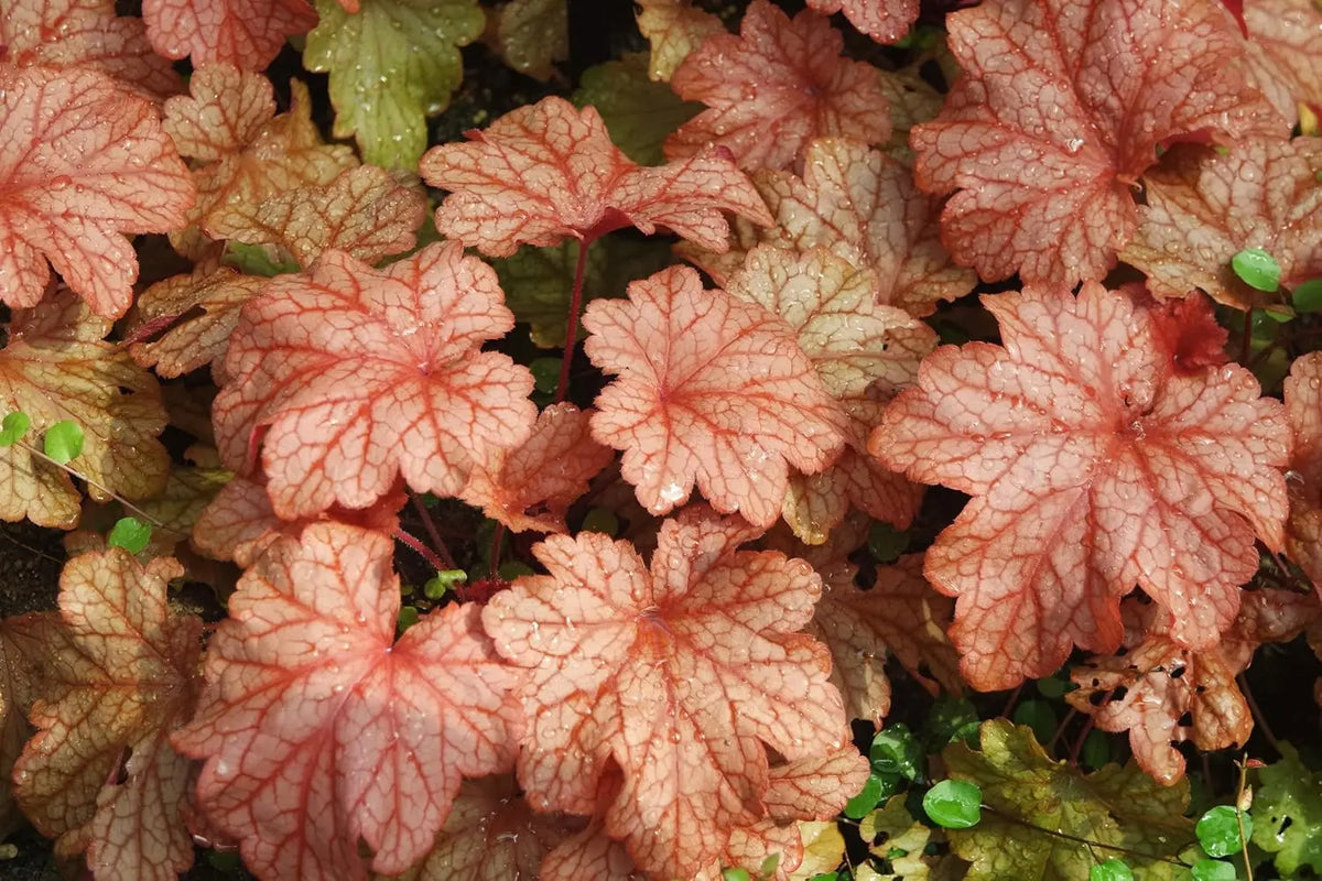 Heuchera Hybride 'Paprika', Purpurglöckchen Staude mit roten Blättern, im Garten, von Stauden Gänge, detailreiche Ansicht