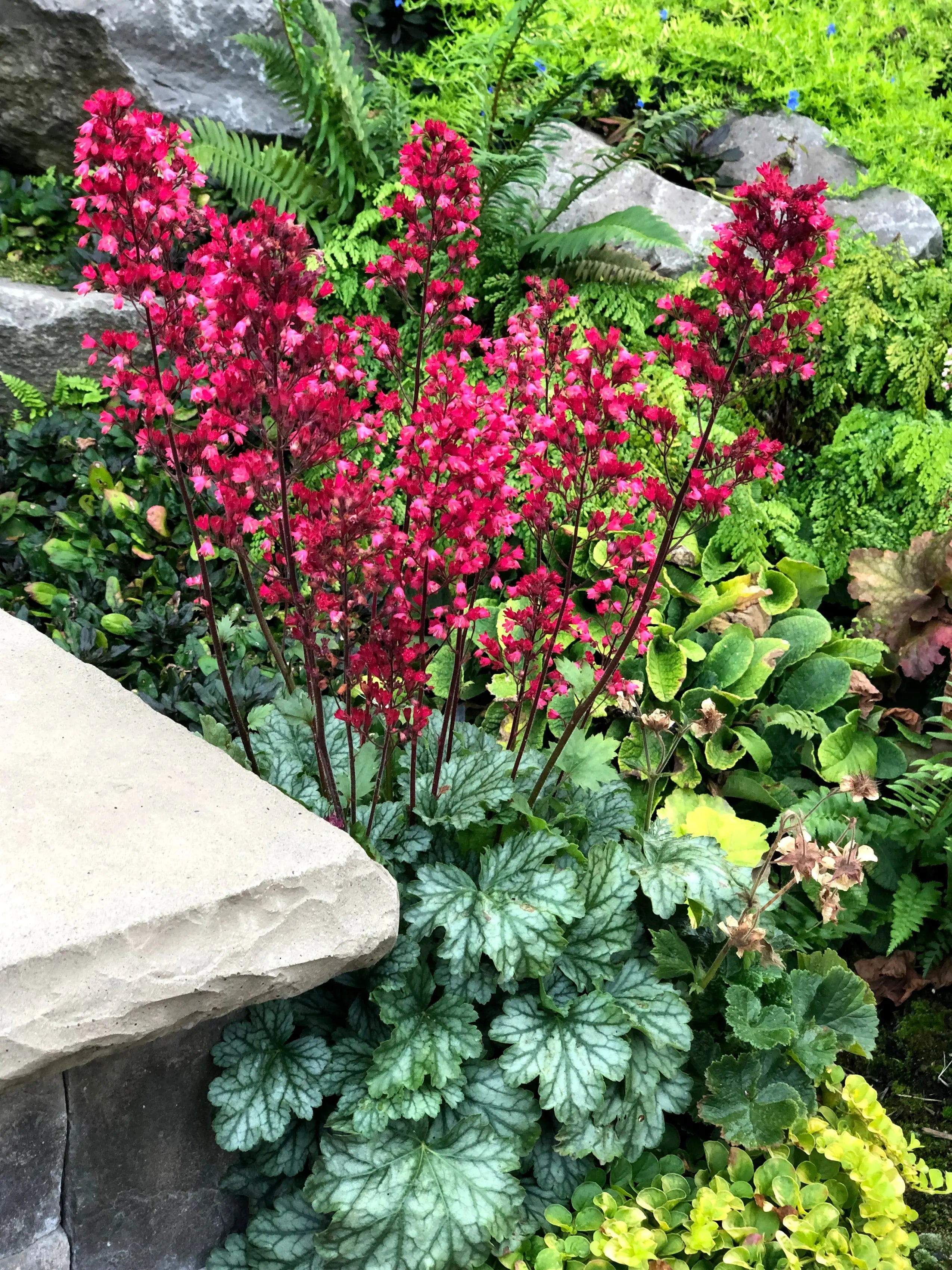 Heuchera Hybride 'Paris', Purpurglöckchen Staude von Stauden Gänge, mit dunkelroten Blättern und zarten Blüten.