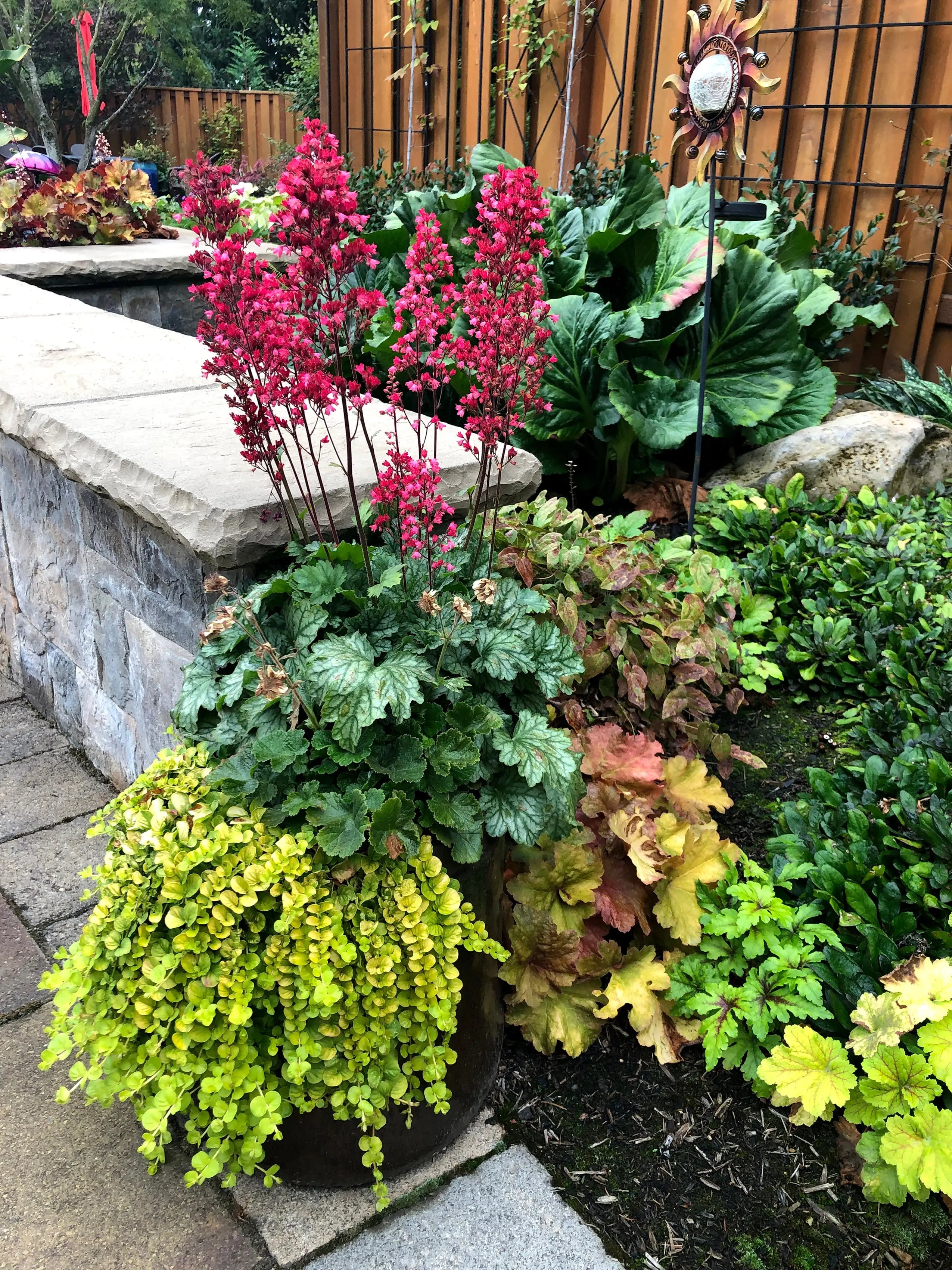 Heuchera Hybride 'Paris' Staude mit purpurroten Blättern, gedeiht gut im Garten, von Stauden Gänge.