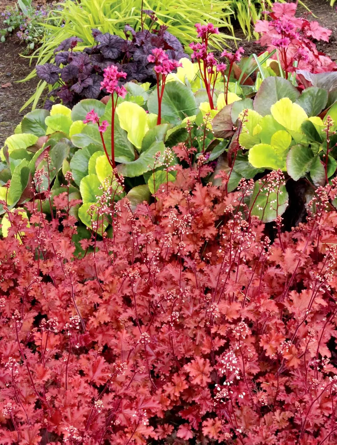 Heuchera Hybride 'Peach Crisp' Staude von Stauden Gänge, purpurfarbene Blätter und zarte Blüten, im Garten.