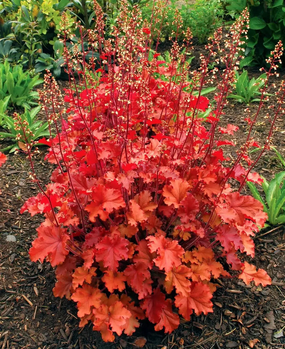 Heuchera Hybride 'Peach Crisp' Staude mit orange-pinken Blättern, purpurglöckchenartige Blüten, von Stauden Gänge.