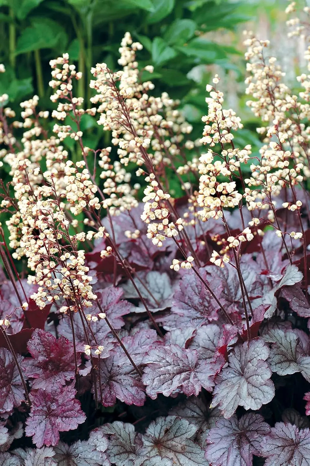 Lila Heuchera Hybride 'Shanghai' Staude mit purpurfarbenen Blättern, im Garten bei Stauden Gänge.
