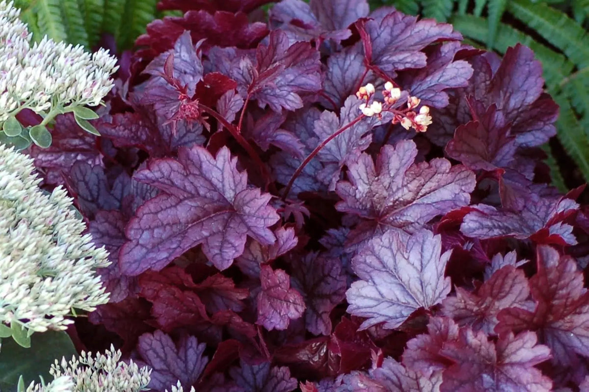 Lila Heuchera Hybride 'Shanghai', Staude mit purpurfarbenen Blättern, Pflanze von Stauden Gänge, Nahaufnahme