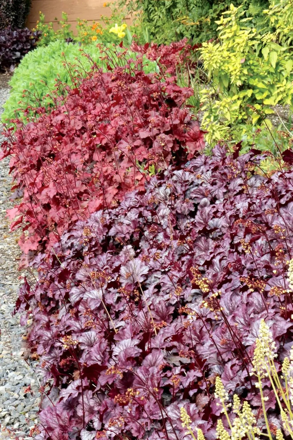 Lila Heuchera Hybride 'Shanghai' Staude von Stauden Gänge, mit purpurnen Blättern und zarten Blüten.
