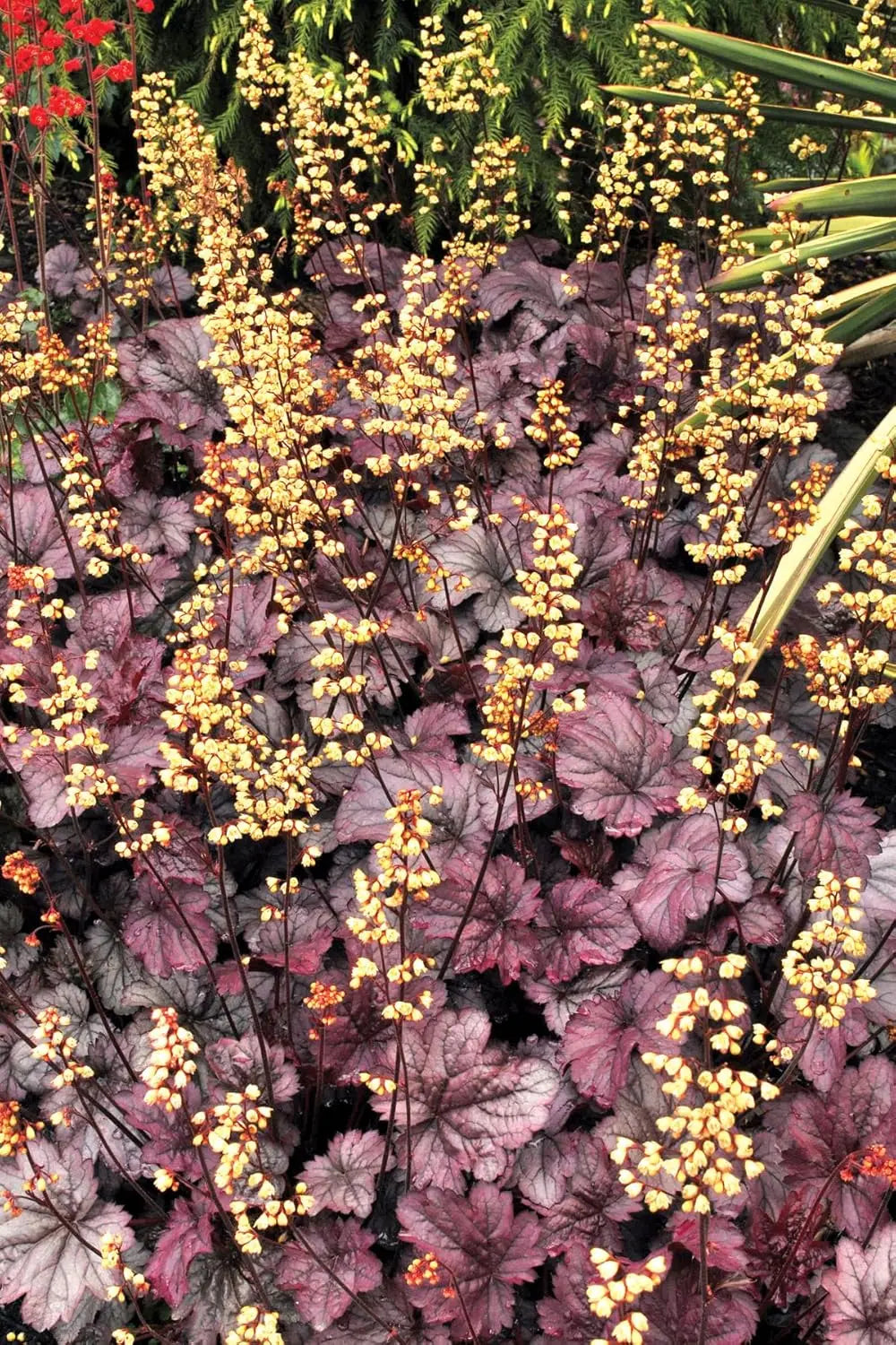Lila Heuchera 'Shanghai' Staude von Stauden Gänge mit purpurfarbenen Blättern, wächst auf Gartenboden, detaillierte Pflanze im Bild.