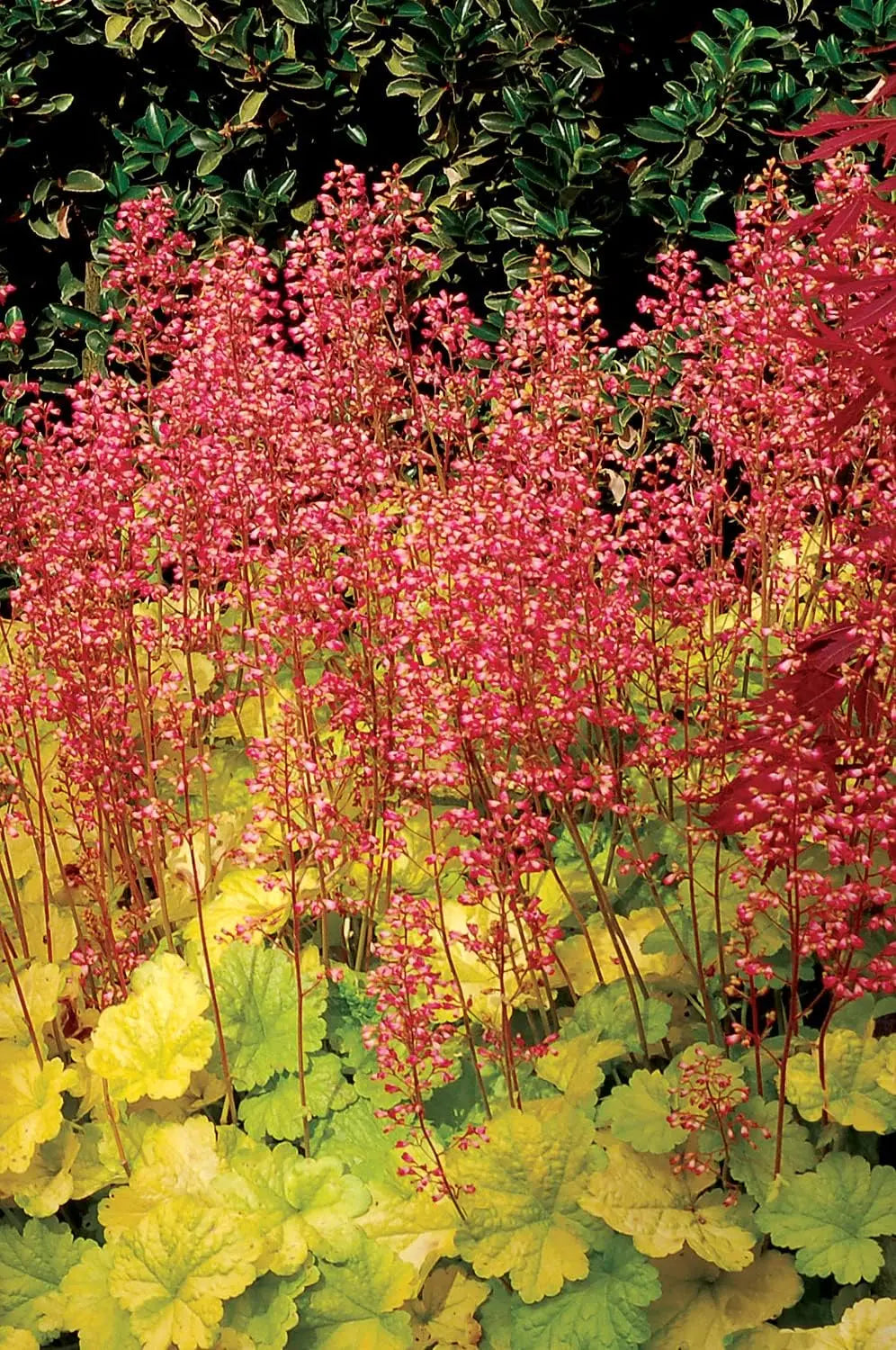 Heuchera Hybride 'Sweet Tart' als purpurfarbene Staude mit roten Blättern, von Stauden Gänge, detailreiche Nahaufnahme