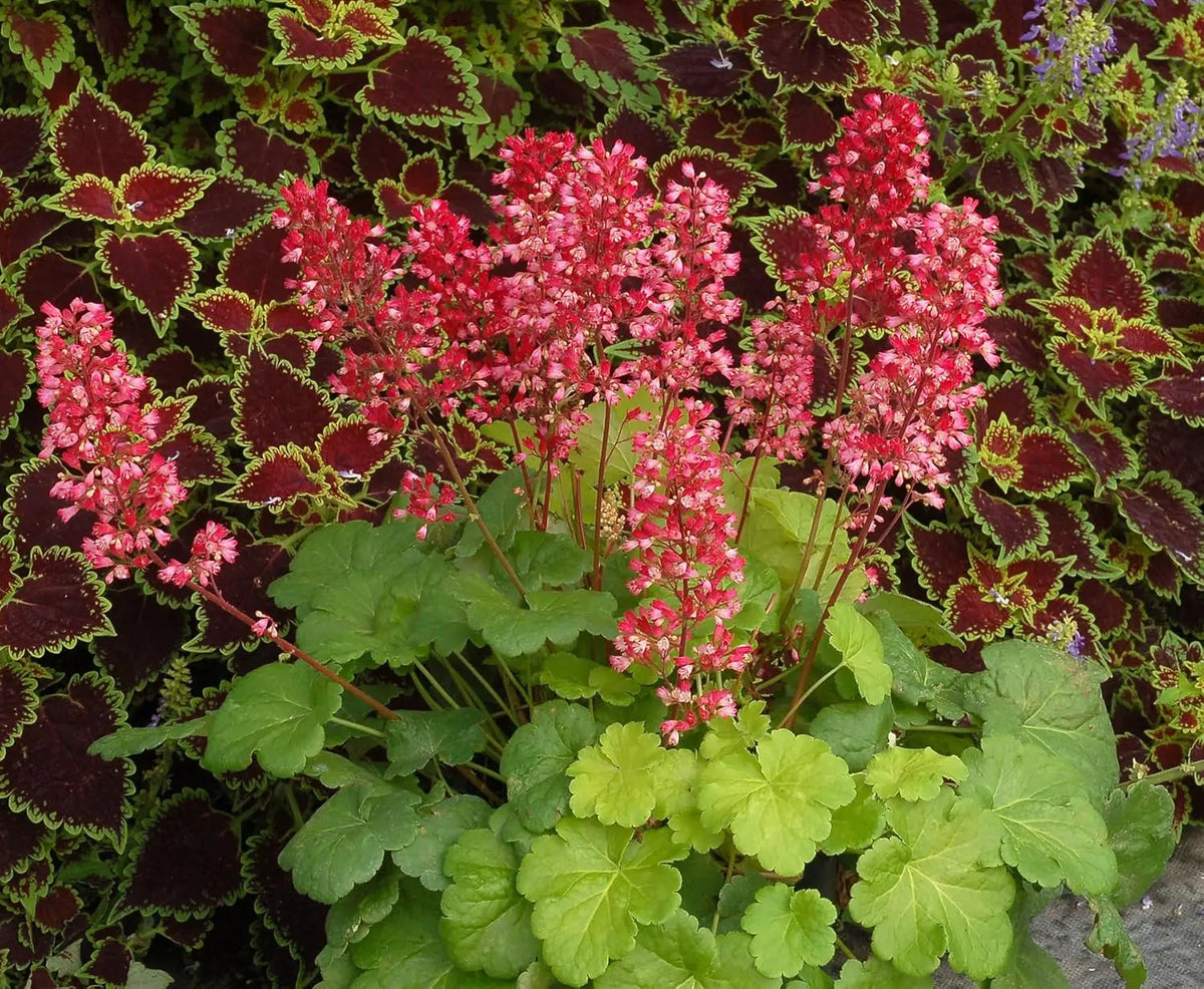 Heuchera Hybride 'Sweet Tart' im Garten, purpurfarbenes Blattschmuckpflanze, Stauden Gänge, Staude mit bunten Blättern