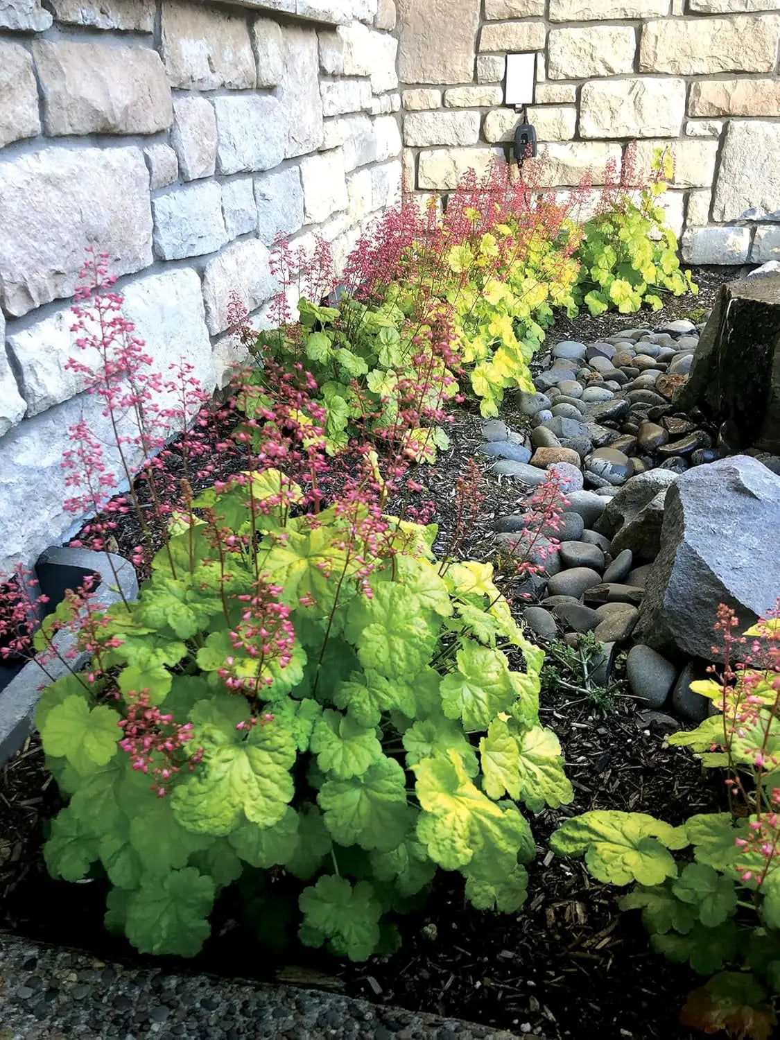 Heuchera Hybride 'Sweet Tart' - Purpurglöckchen Staude mit roten Blättern, in einem Gartenbeet, von Stauden Gänge.