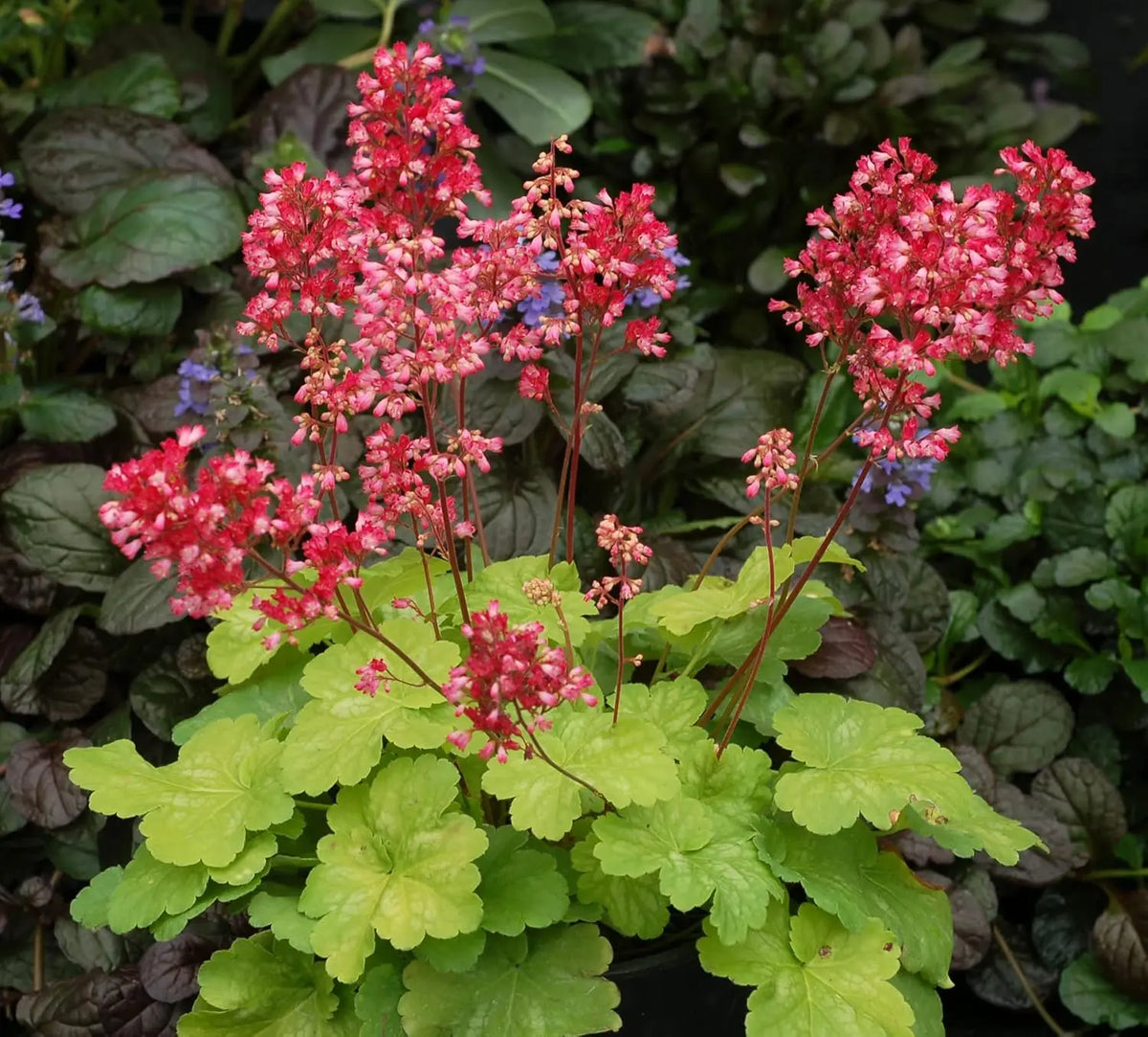 Heuchera Hybride 'Sweet Tart' Purpurglöckchen Staude mit roten und grünen Blättern, wächst in einem Garten.