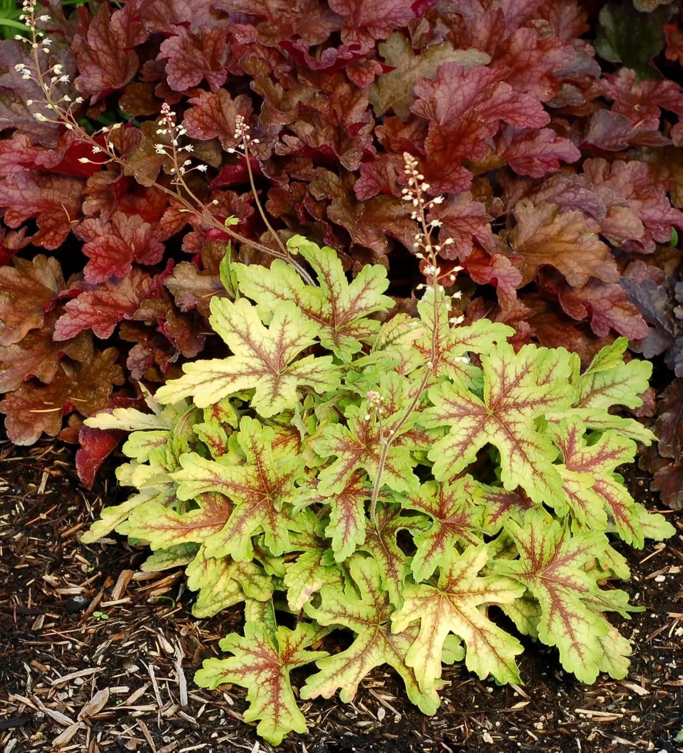 Heucherella 'Alabama Sunrise', eine Staude mit bunten Blättern, von Stauden Gänge, perfekt für Garten und Beete.