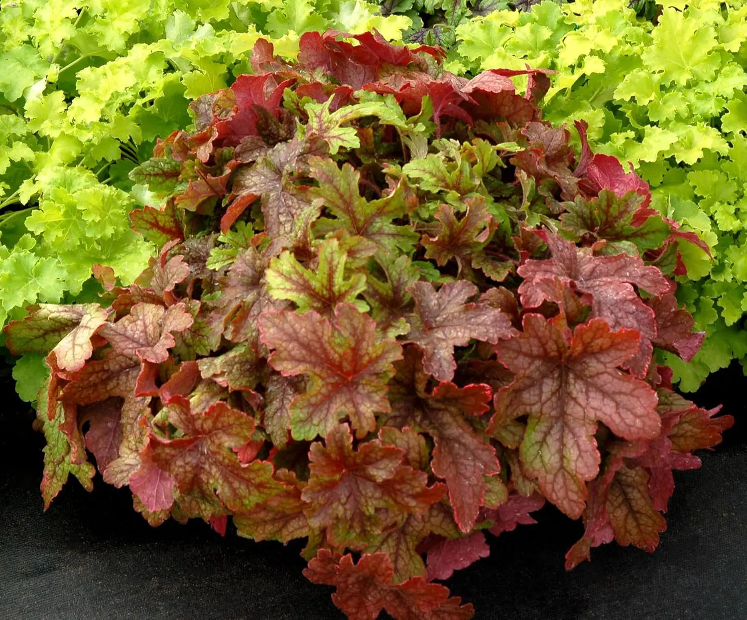 Heucherella Hybride 'Alabama Sunrise', Purpurglöckchen, Staude von Stauden Gänge, mit bunten Blättern und zarten Blüten