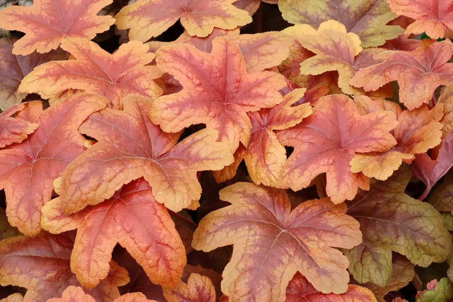Heucherella Hybrid 'Brass Lantern' - Staude mit purpurfarbenen Blättern und eleganten Blüten, von Stauden Gänge.