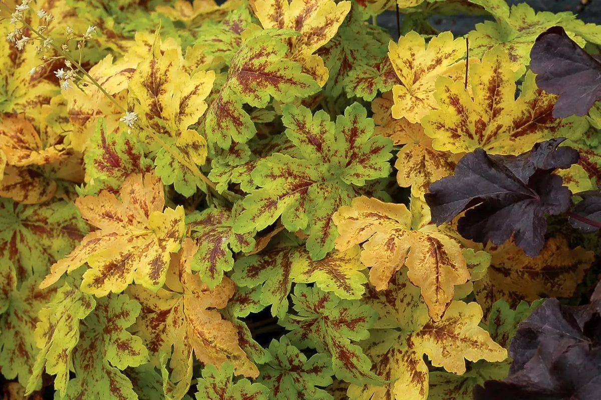 Heucherella 'Solar Power' Purpurglöckchen Staude von Stauden Gänge, grüne und purpurne Blätter, wächst als Zierpflanze.