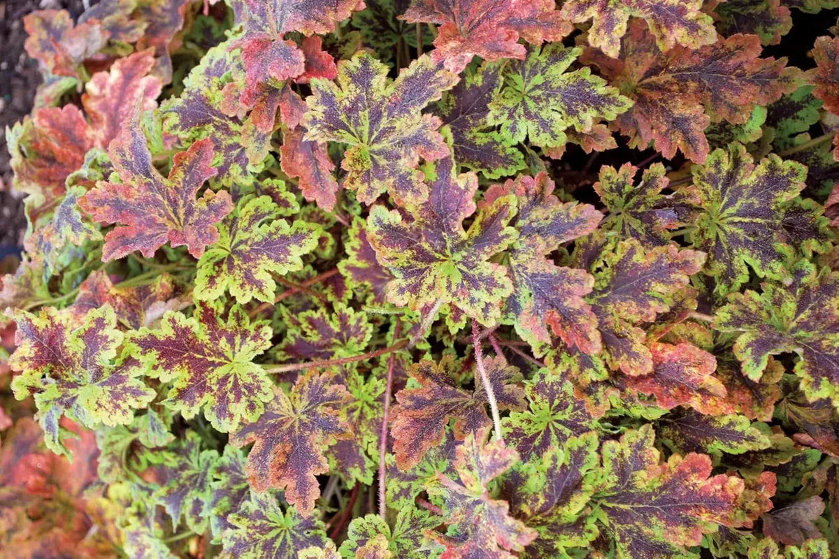 Heucherella Hybride 'Solar Power', Purpurglöckchen Staude von Stauden Gänge, grüne Blätter mit purpurnen Akzenten.