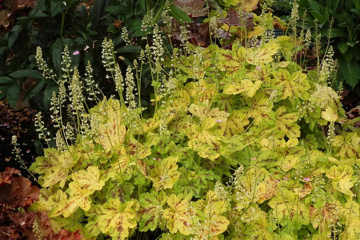 Heucherella Hybride 'Solar Power' Purpurglöckchen Staude von Stauden Gänge, mit bunten Blättern in einem Garten.