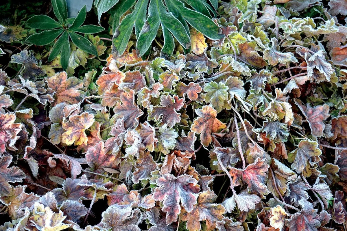 Heucherella Hybride 'Solar Power' Purpurglöckchen Staude von Stauden Gänge, mit gefiederten Blättern in leuchtendem Purpur.
