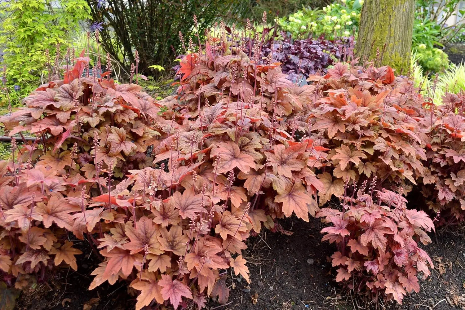 Heucherella 'Sweet Tea' Staude von Stauden Gänge mit purpurfarbenen Blättern und zarten Blüten in natürlicher Gartenumgebung