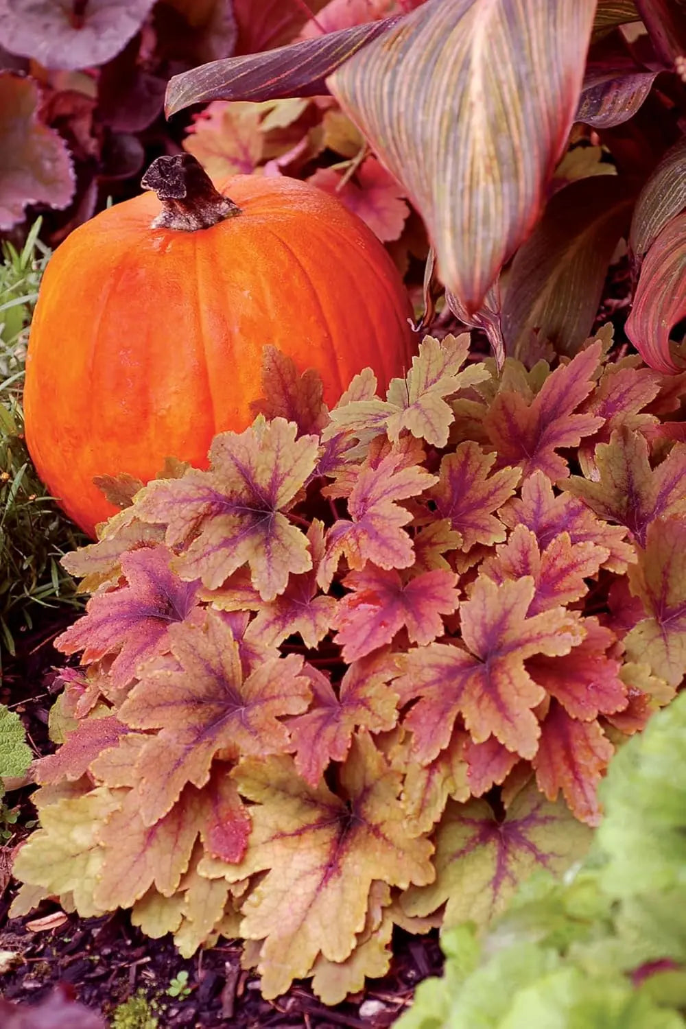 Heucherella Hybride 'Sweet Tea' - Purpurglöckchen Staude, grüne Blätter mit roten Tönen, im Garten.