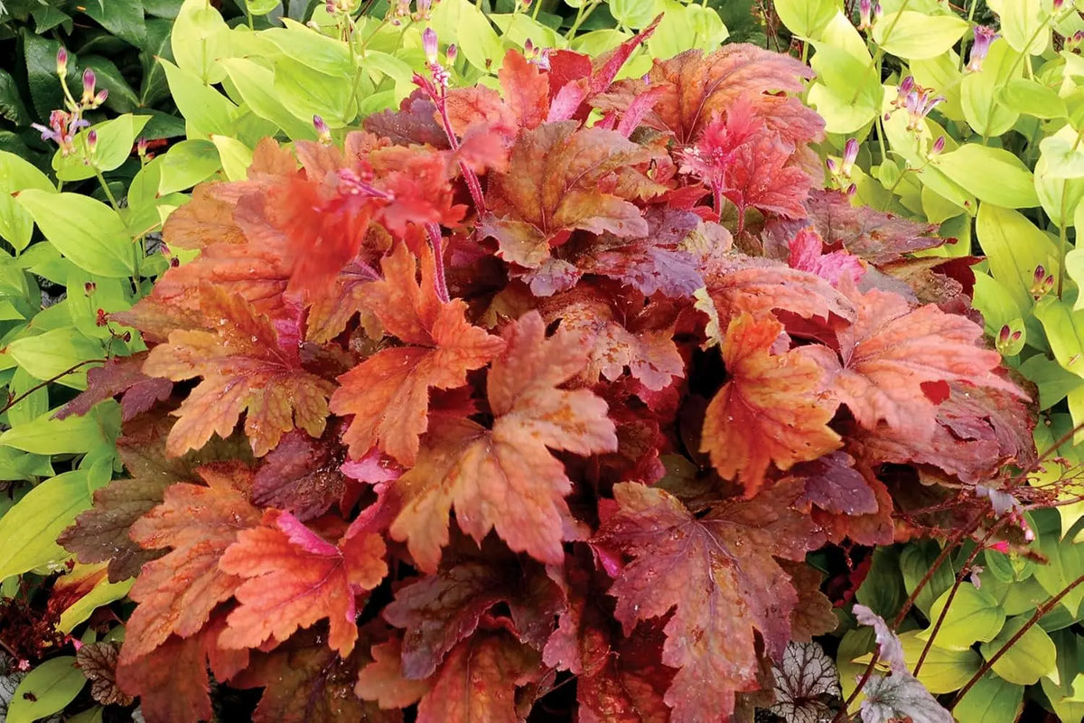 Heucherella Hybride 'Sweet Tea' Purpurglöckchen Staude von Stauden Gänge, grüne Blätter mit rötlicher Färbung, im Garten.
