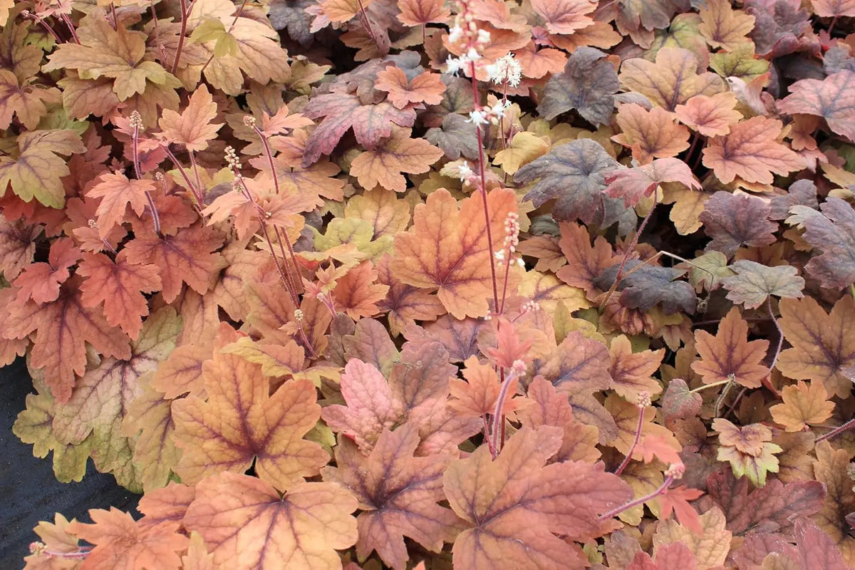 Heucherella Hybride 'Sweet Tea' Staude mit purpurfarbenen Blättern, gedeiht als langlebige Gartenstaude.