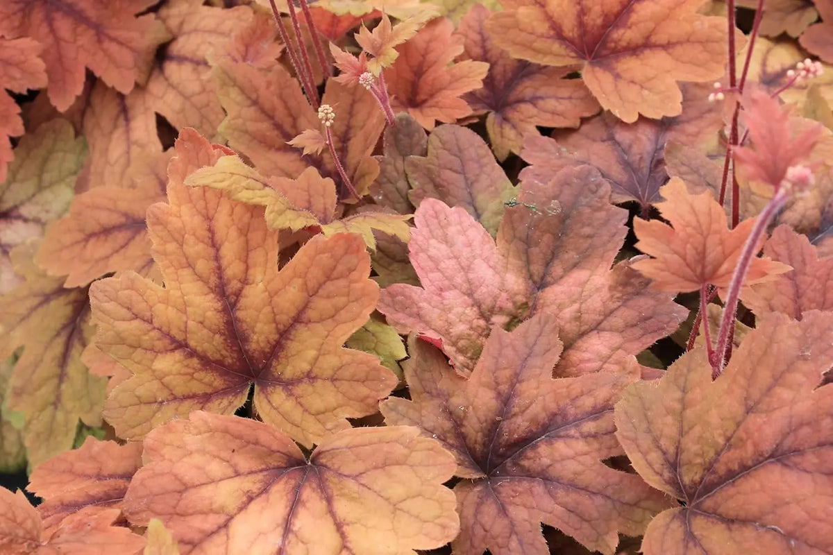 Heucherella Hybride 'Sweet Tea' purpurfarbene Staude von Stauden Gänge, mit gefiederten Blättern und zarten Blüten