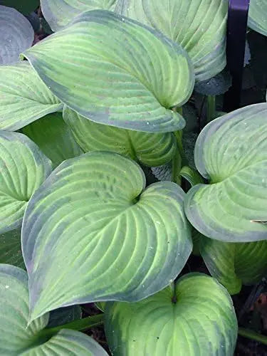 Hosta plantaginea 'Guacamole', Duft-Funkie Staude von Stauden Gänge, große grüne Blätter mit weißen Blüten im Garten.