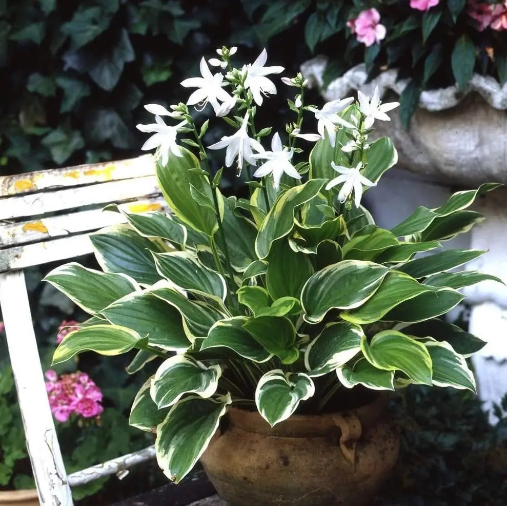 Hosta plantaginea 'So Sweet' Duft-Funkie Staude, grüne Blätter und weiße Blüten, gedeiht im Garten, von Stauden Gänge.