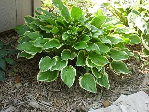 Hosta plantaginea 'So Sweet' Duft-Funkie, grüne Staude mit großen Blättern und duftenden Blüten, von Stauden Gänge.