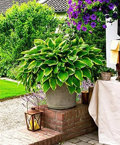 Hosta plantaginea 'So Sweet', Duft-Funkie Staude mit großen, hellgrünen Blättern, im Garten bei Stauden Gänge.