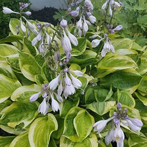 Gelbe Staude Hosta sieboldiana 'Carnival' von Stauden Gänge, mit gelbgrünen Blättern und üppigem Laub, Nahaufnahme