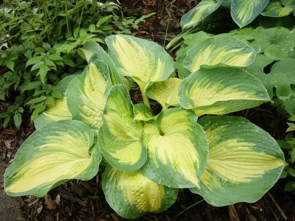Hosta sieboldiana 'Great Expectation' Staude von Stauden Gänge mit großen, grünen Blättern.