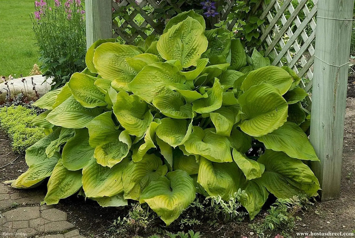 Große Blätter der Staude Hosta x cultorum 'Sum and Substance' von Stauden Gänge, grüne, großblättrige Funkie im Garten.