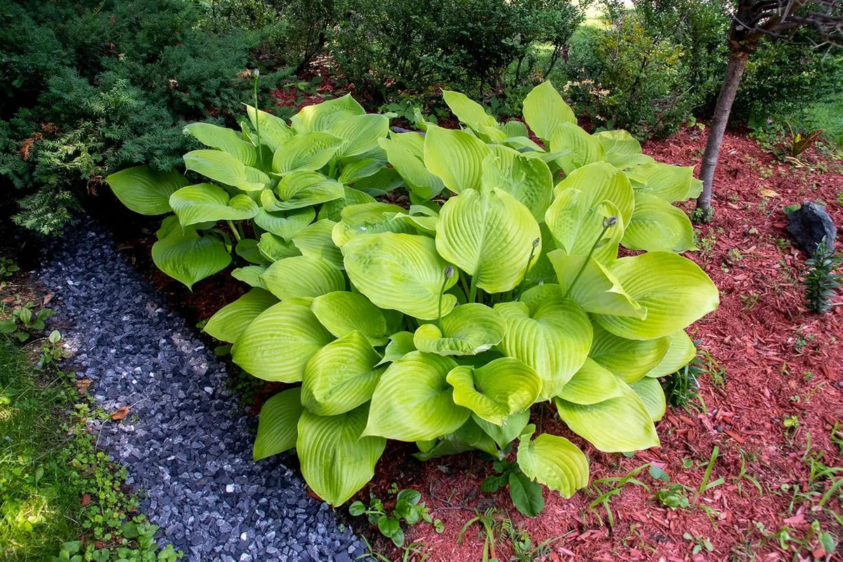 Große Blätter der Staude Hosta x cultorum 'Sum and Substance' von Stauden Gänge, große Funkie, grüne Blattstruktur.