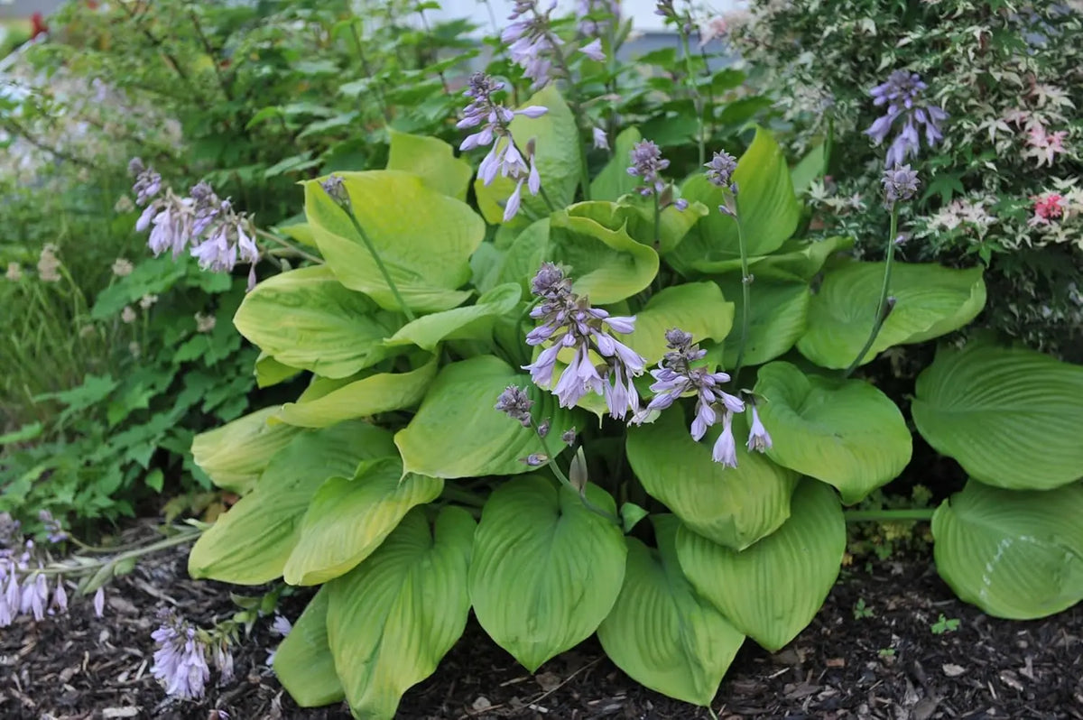 Große blühende Hosta x cultorum 'Sum and Substance' Staude mit großen grünen Blättern, Stauden Gänge, natürliche Gartendekoration